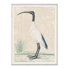 African Sacred Ibis 1778 Framed Art