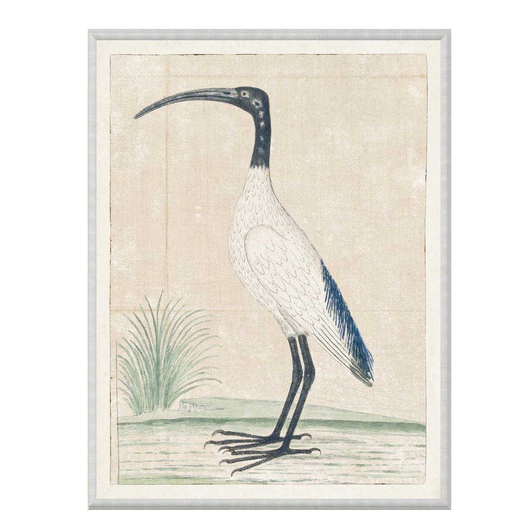 African Sacred Ibis 1778 Framed Art