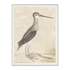 African Snipe 1778 Framed Art
