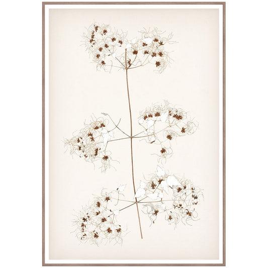 Botanical In Umber I Framed Art