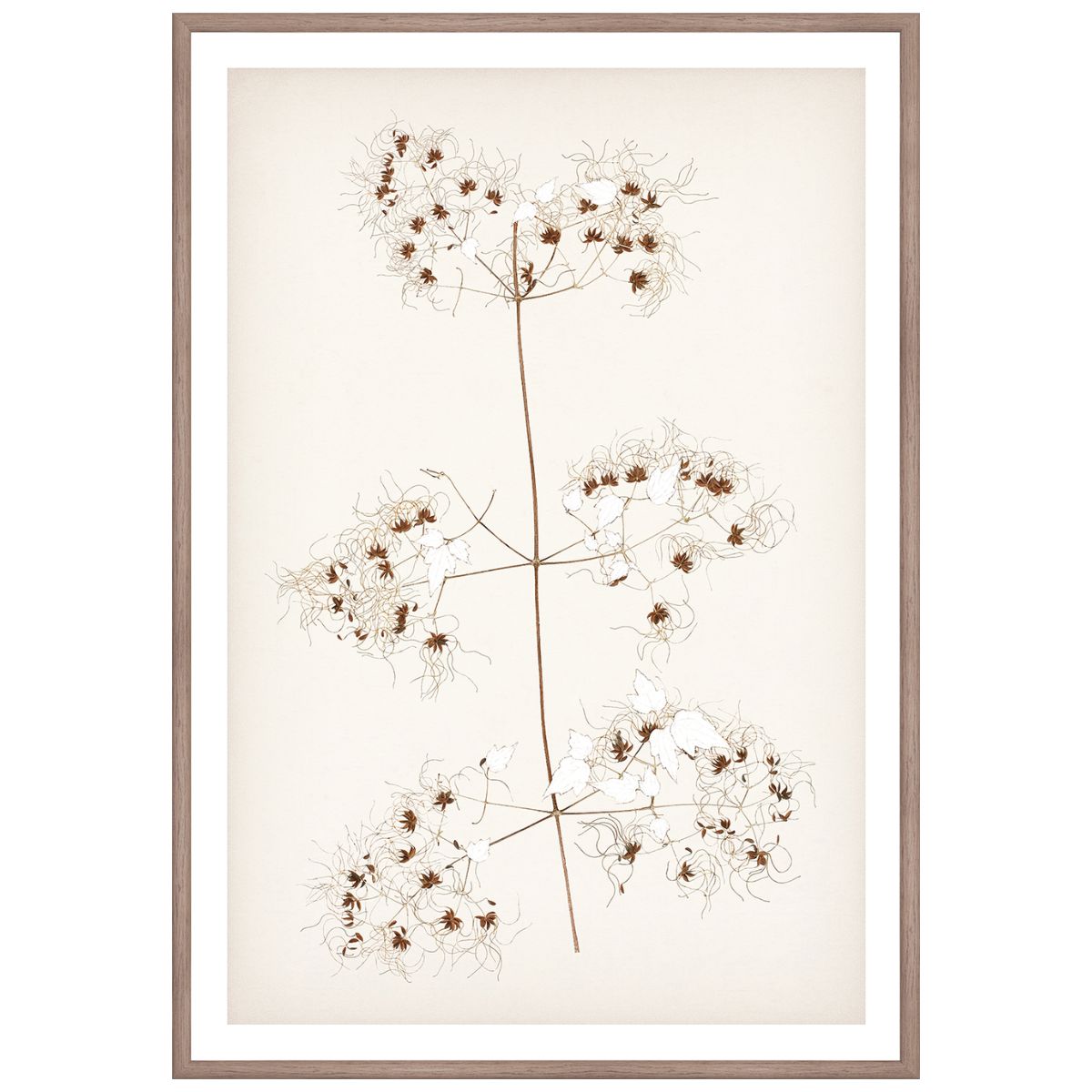 Botanical In Umber I Framed Art