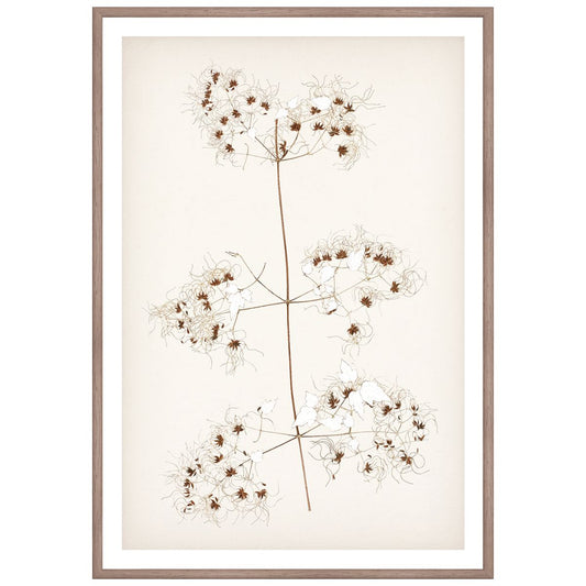 Botanical In Umber I Framed Art