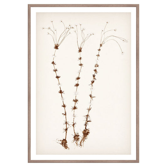 Botanical In Umber II Framed Art