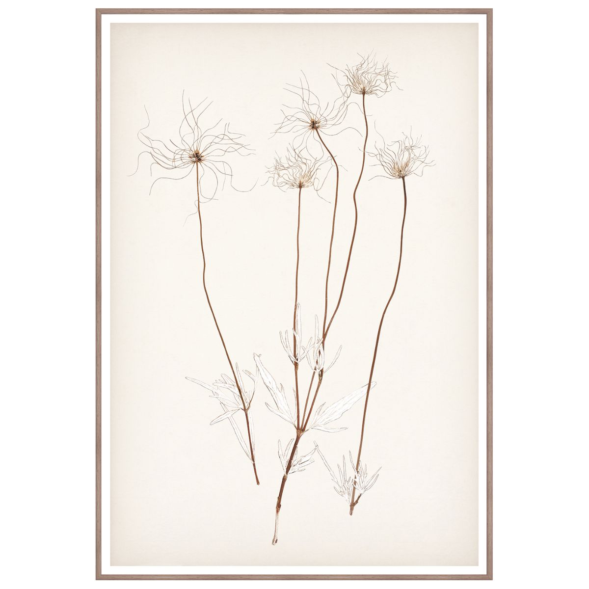 Botanical In Umber III Framed Art