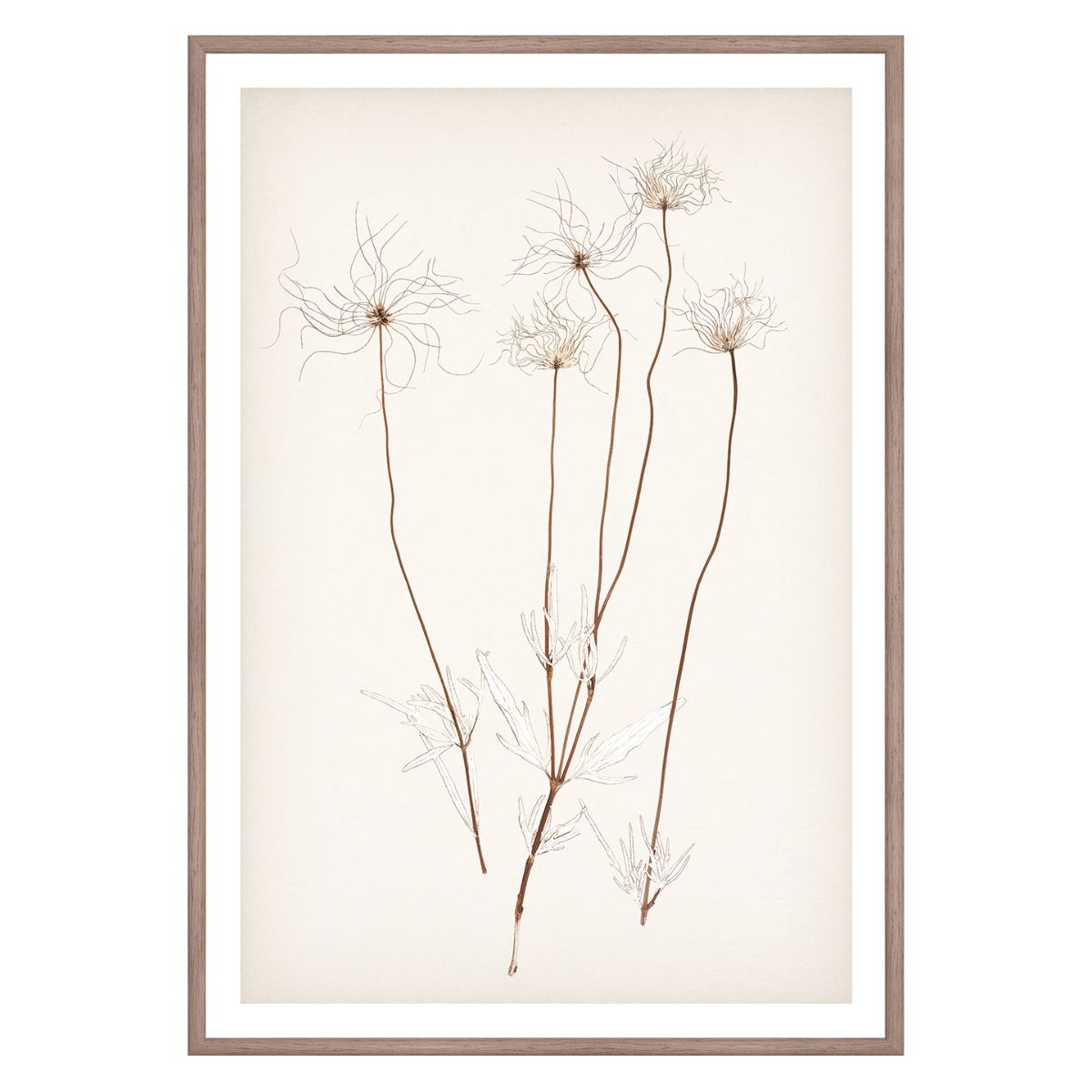 Botanical In Umber III Framed Art
