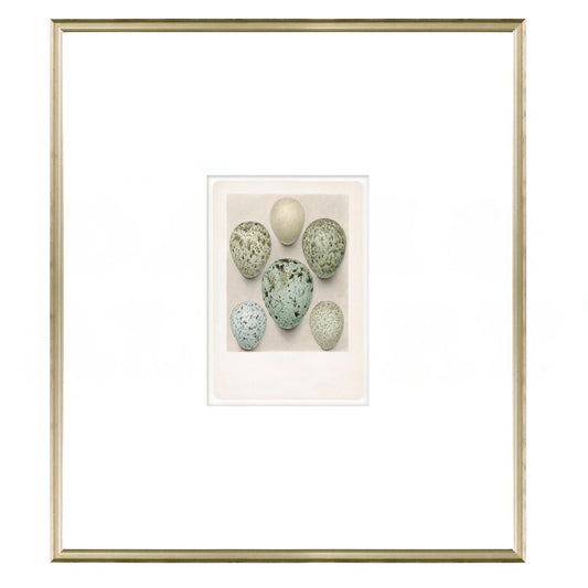 British Bird Eggs I C. 1924 Framed Art