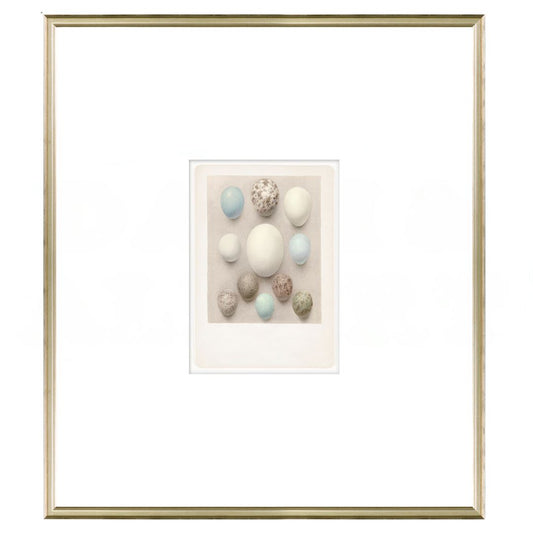 British Bird Eggs II C. 1924 Framed Art