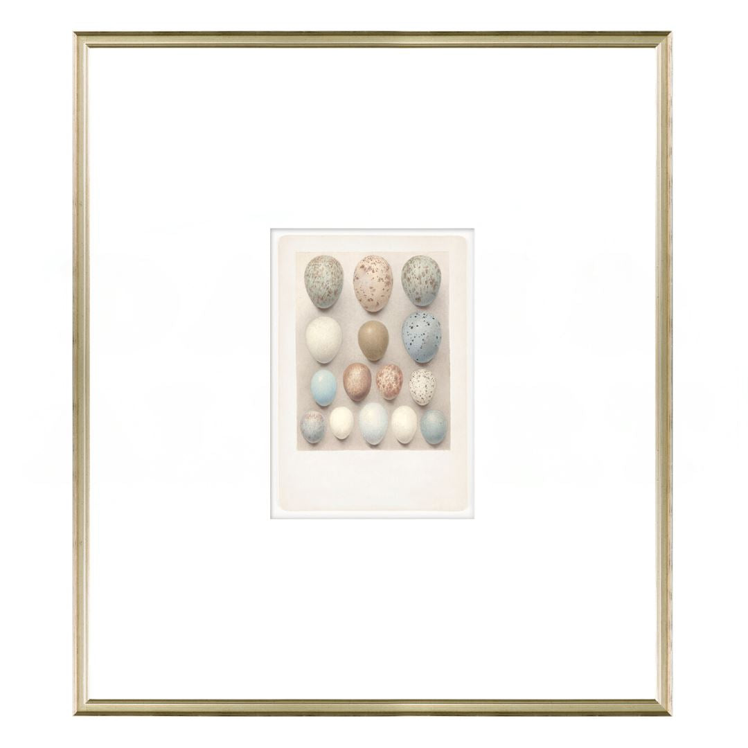 British Bird Eggs IV C. 1924 Framed Art