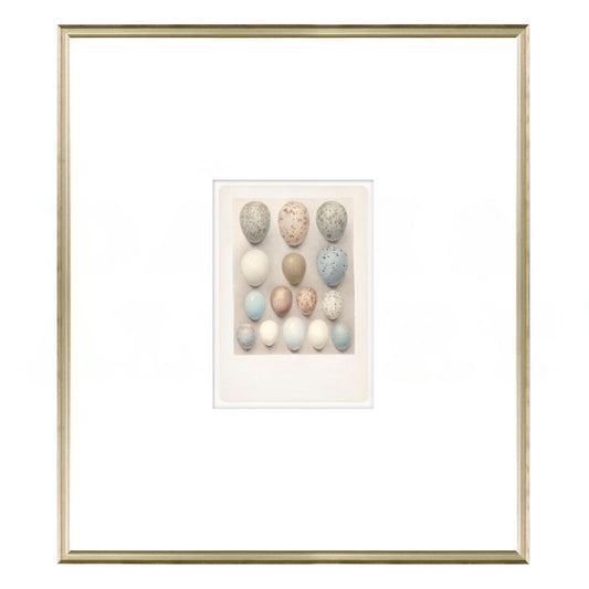 British Bird Eggs IV C. 1924 Framed Art