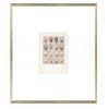 British Bird Eggs V C. 1924 Framed Art
