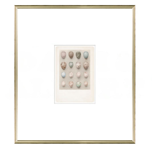 British Bird Eggs V C. 1924 Framed Art