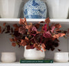 Burgundy & Rust Silver Dollar Eucalyptus 38" Greenery
