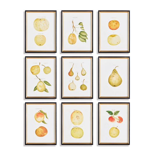 Fruit Study