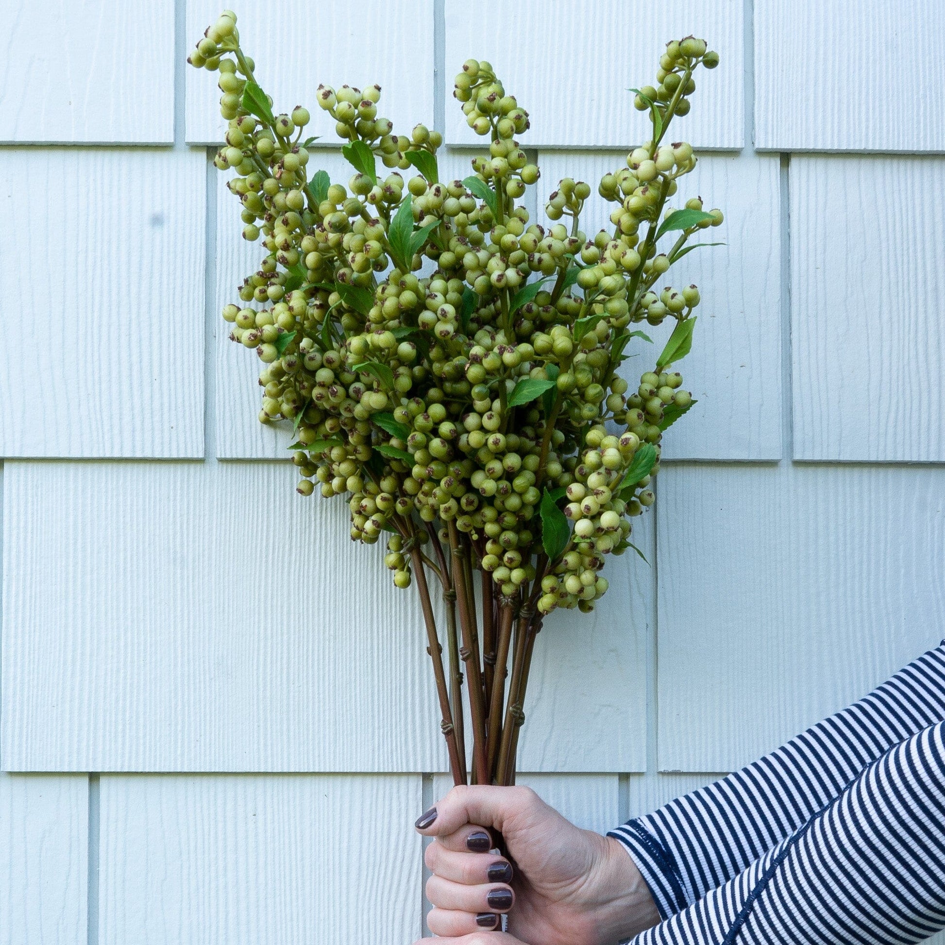 Green Berry Stem Greenery