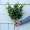 Juniper Berry Spray - 18" Greenery