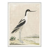 Pied Avocet 1778 Framed Art