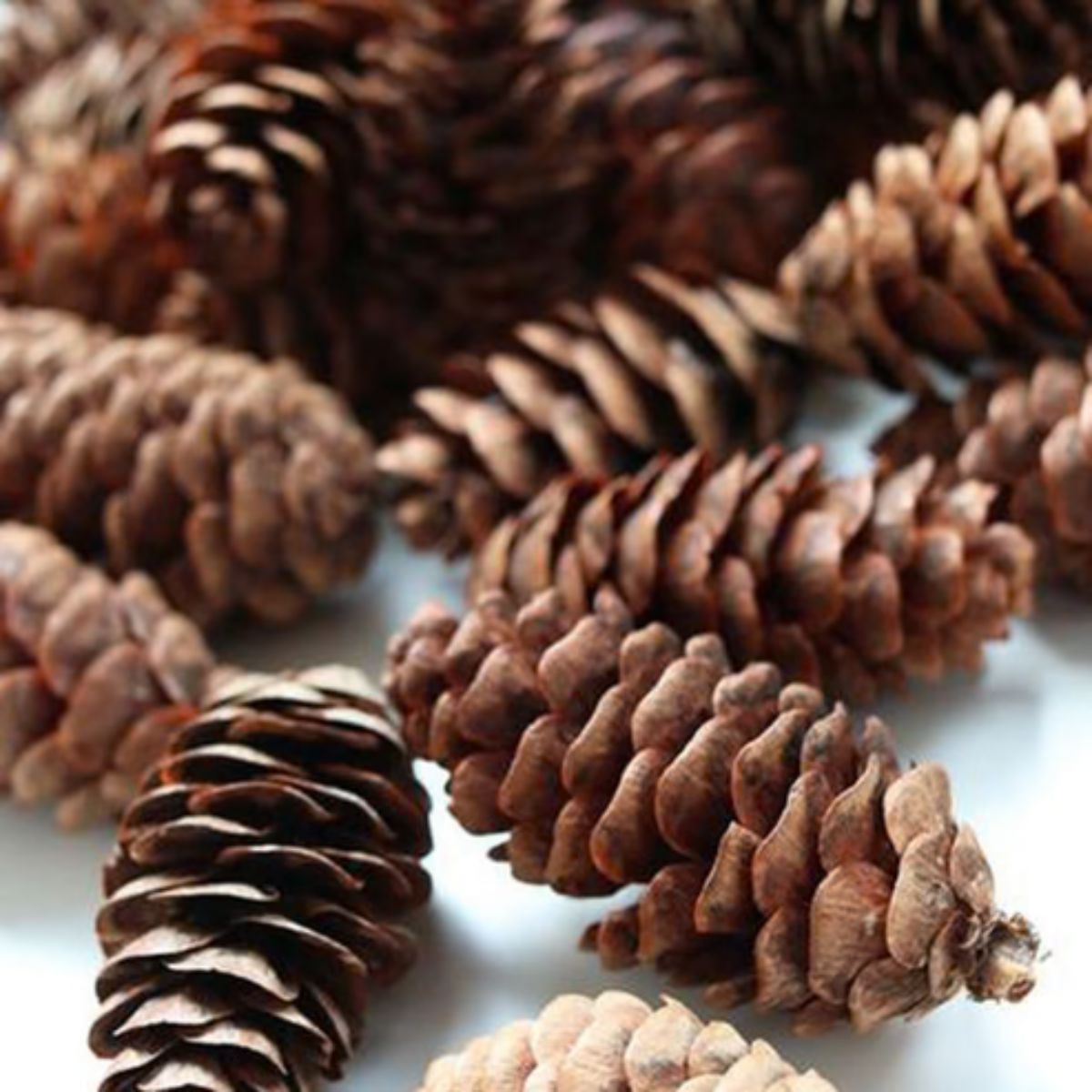 Pine Cones Greenery