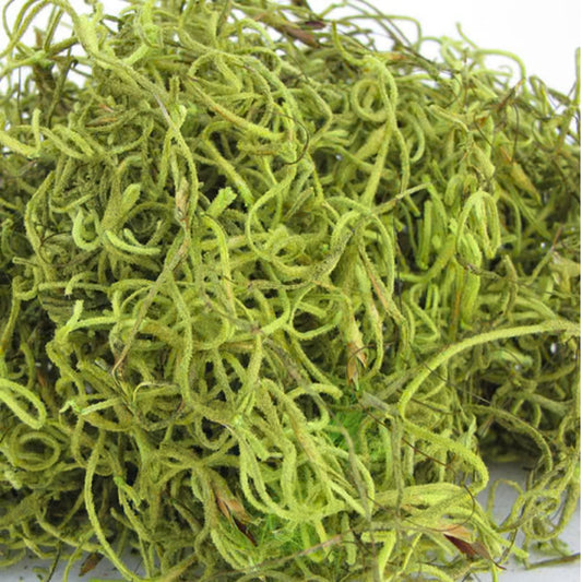 Spanish Moss- Chartreuse Greenery