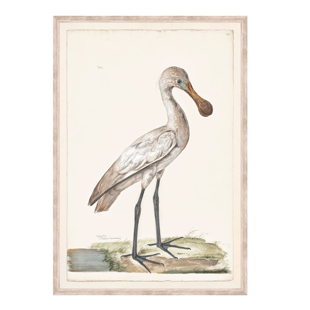 Spoonbill C. 1720 Framed Art