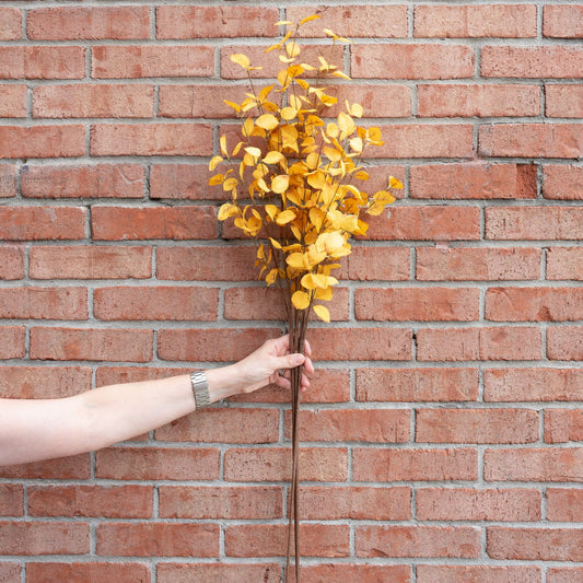 Yellow Eucalyptus Stem 34" Greenery