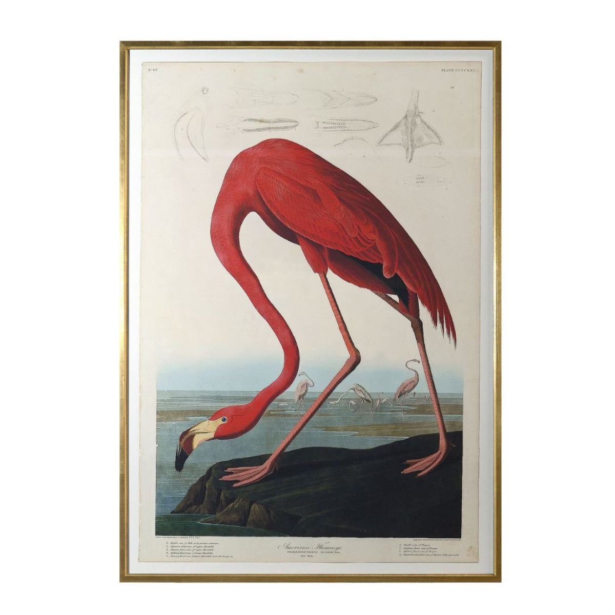 American Flamingo Print. Front view.