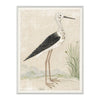 Black Winged Stilt 1778. Front view.