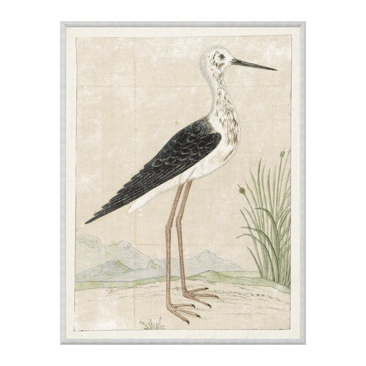 Black Winged Stilt 1778. Front view.