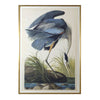 Blue Heron. Front view.
