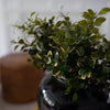 Golden Euonomyous Bush in a black jar. Close-up detail view.