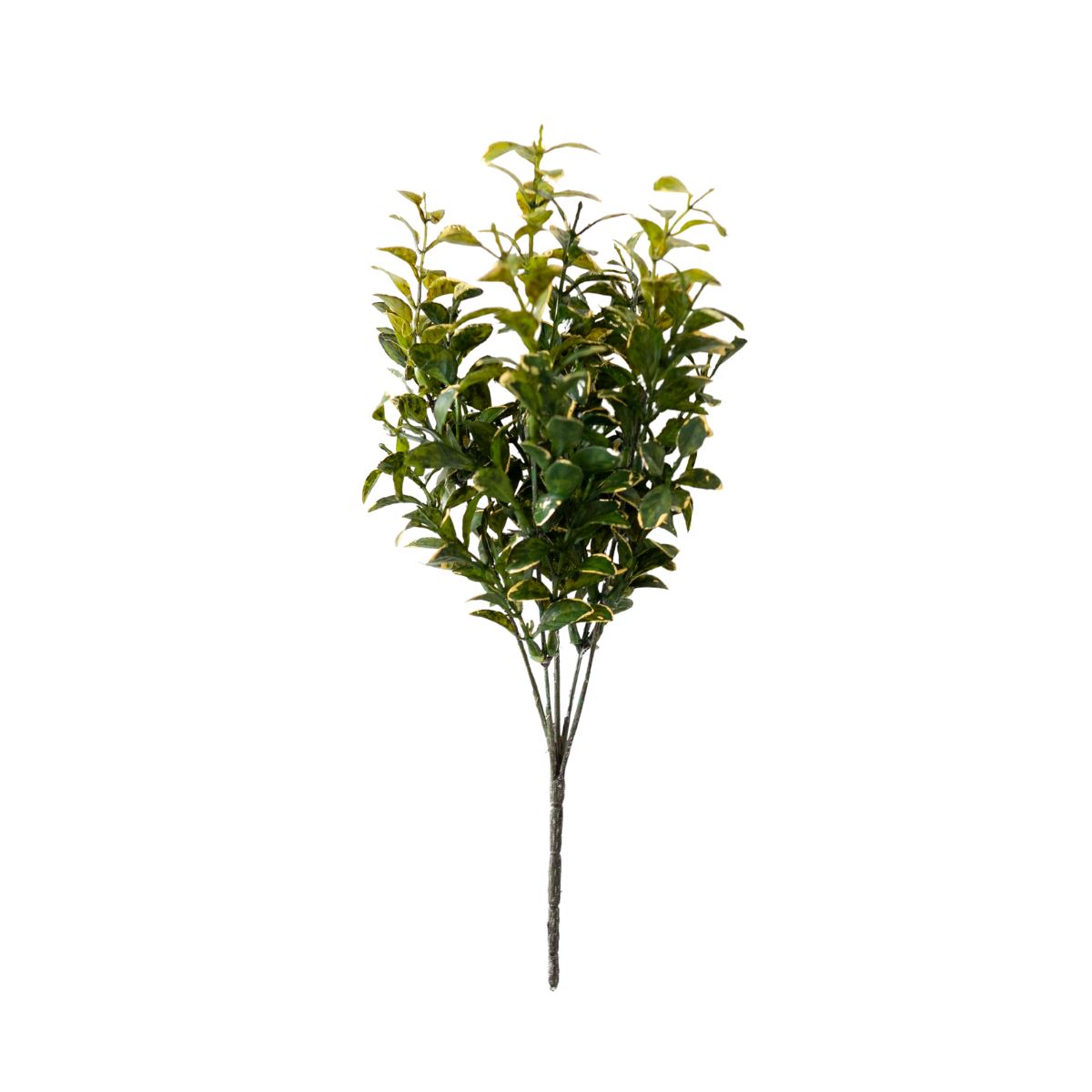 Golden Euonomyous Bush. Front view.