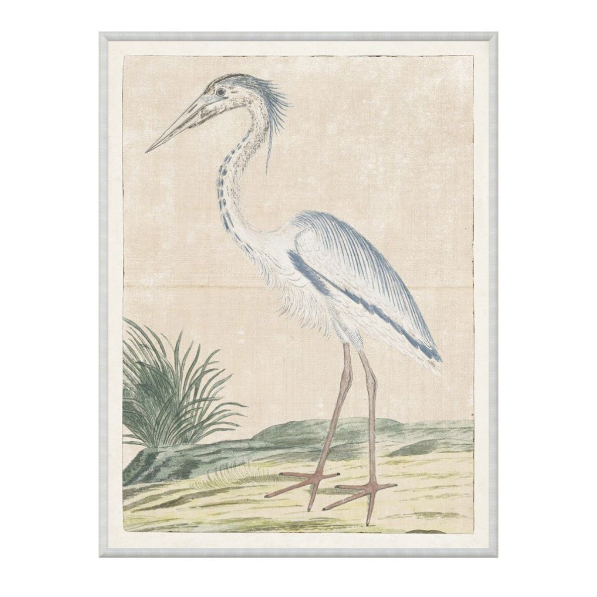 Grey Heron 1778. Front view.