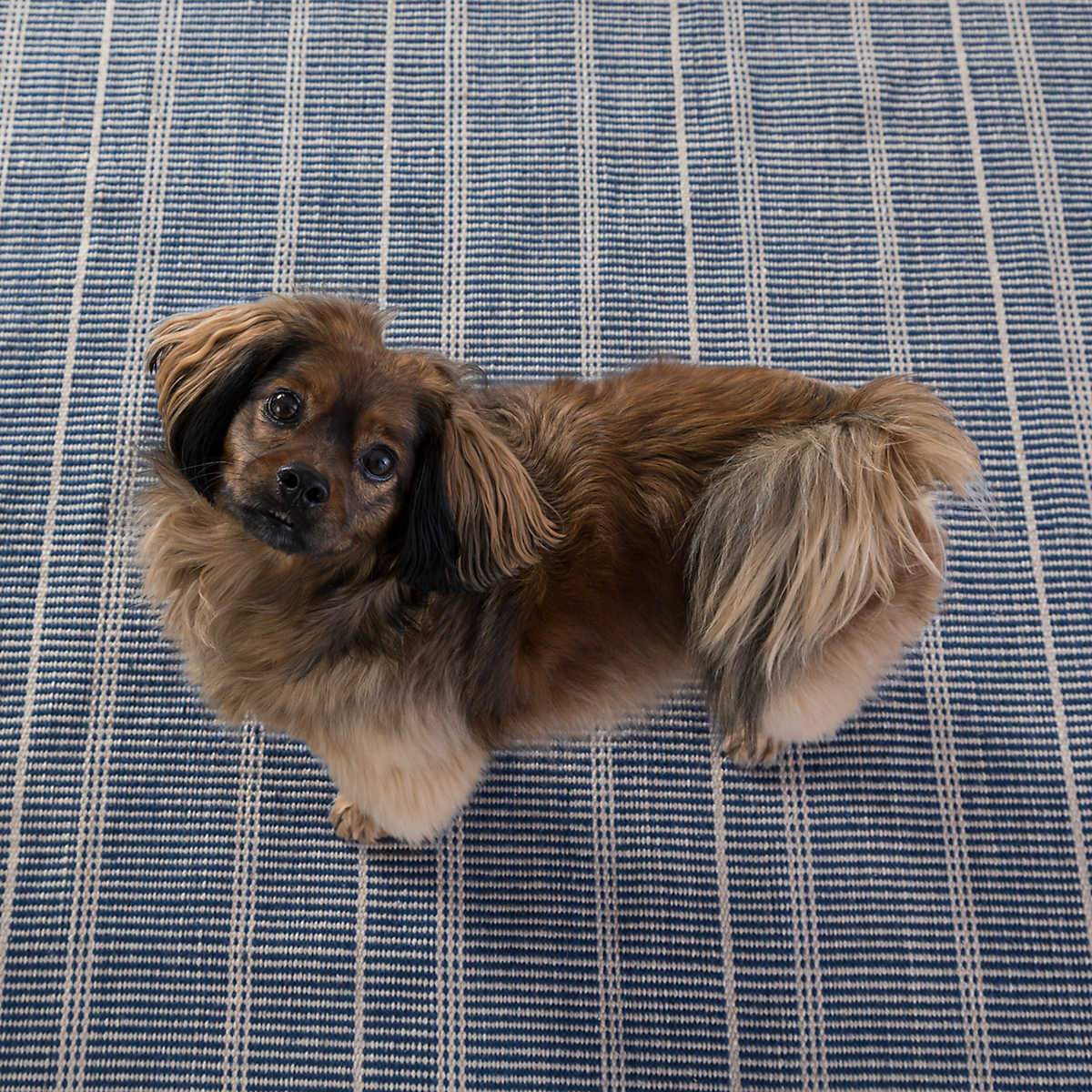 Samson Navy Indoor/Outdoor Rug with a dog. Styled view.