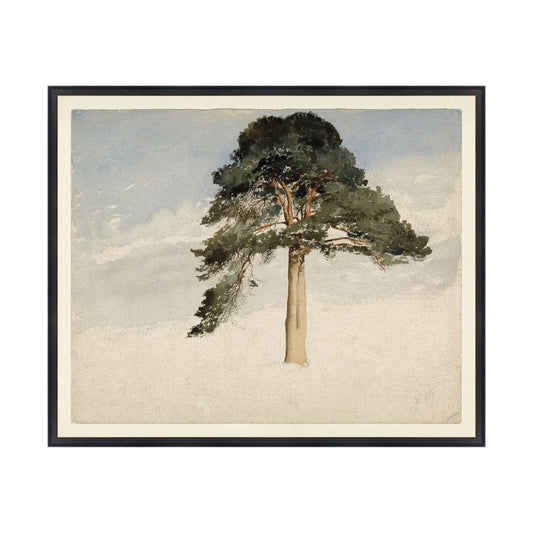 Scottish Fir Tree in black frame. Framed art. Front view.