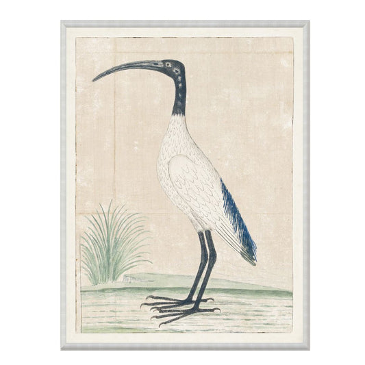African Sacred Ibis 1778 Framed Art 