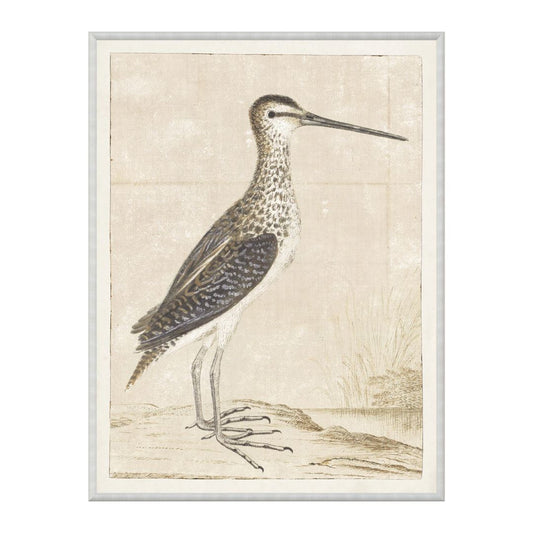 African Snipe 1778 Framed Art 