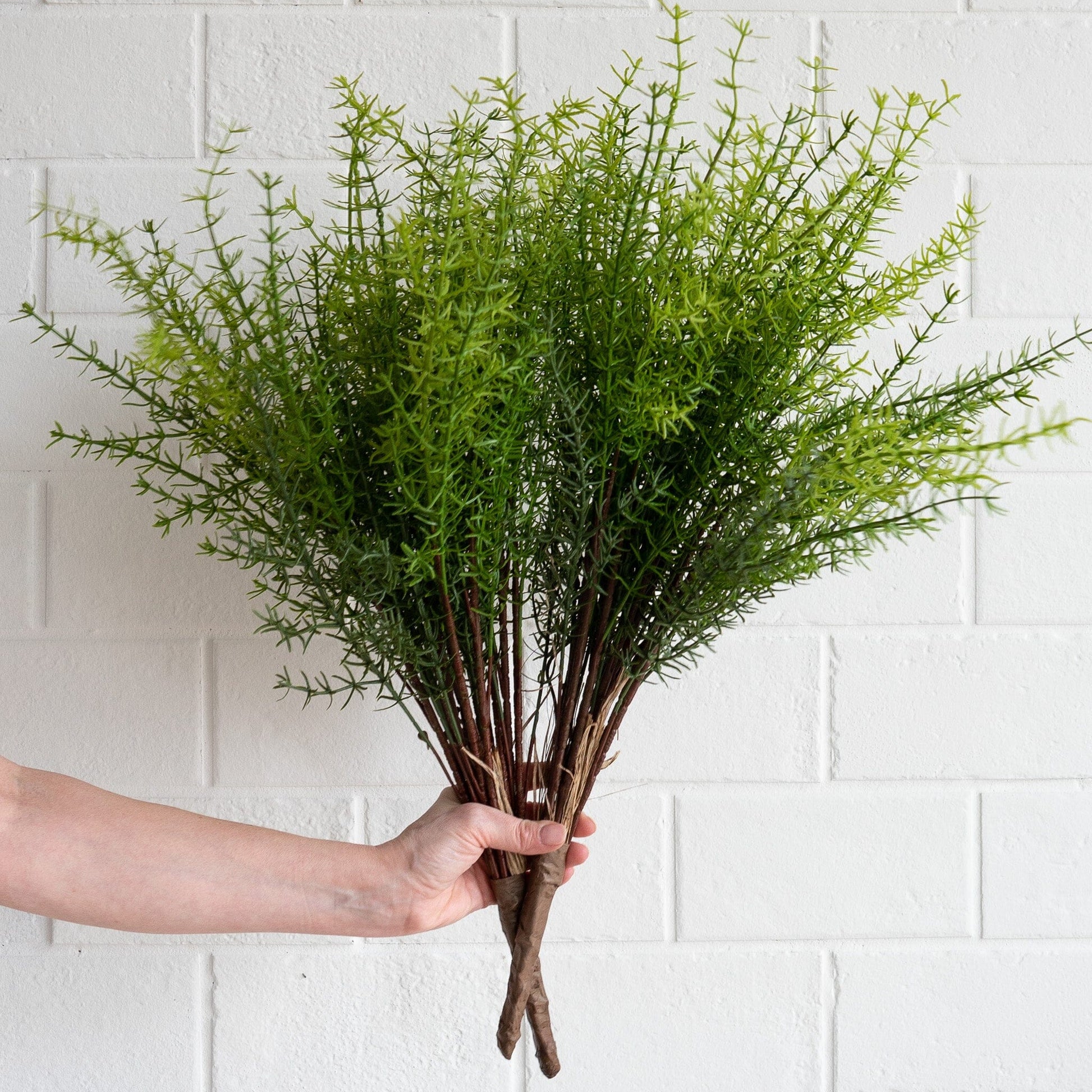 Asparagus Fern Bush Greenery 