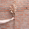 Beige Eucalyptus Stem 34" Greenery 
