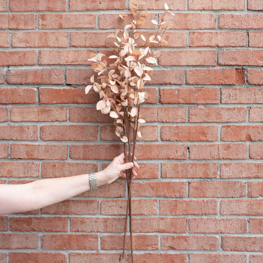 Beige Eucalyptus Stem 34" Greenery 