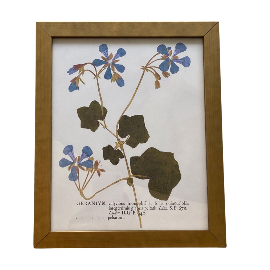Blue Geraniums On Distressed Background Vintage Print Framed Art 