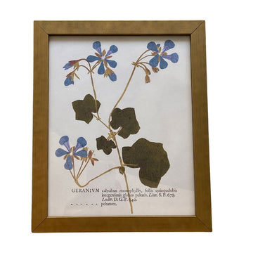 Blue Geraniums On Distressed Background Vintage Print Framed Art 