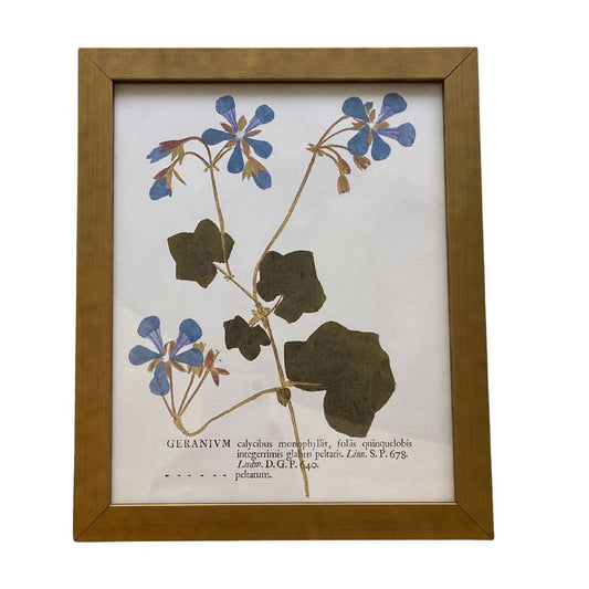 Blue Geraniums On Distressed Background Vintage Print Framed Art 