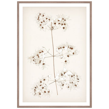 Botanical In Umber I Framed Art 