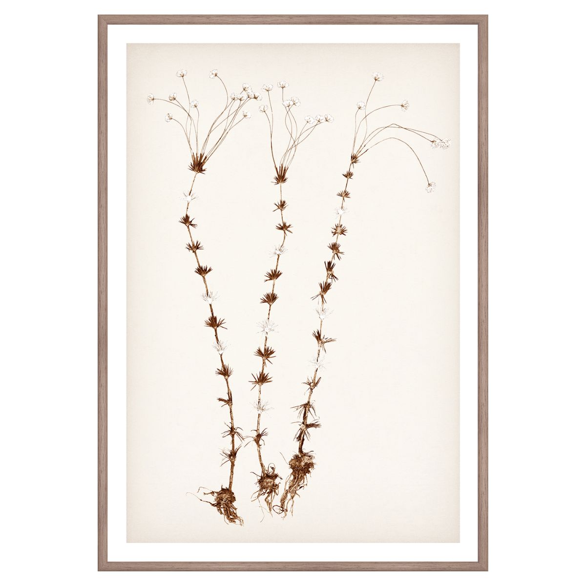 Botanical In Umber II Framed Art 