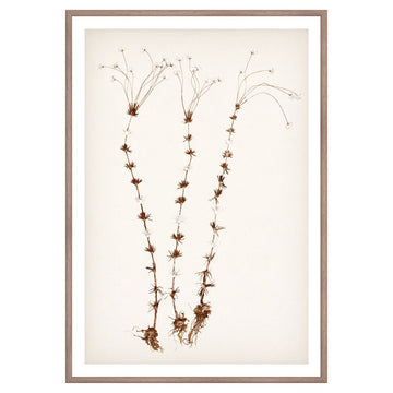 Botanical In Umber II Framed Art 