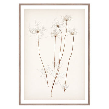 Botanical In Umber III Framed Art 