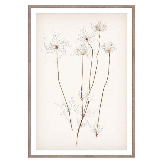 Botanical In Umber III Framed Art 