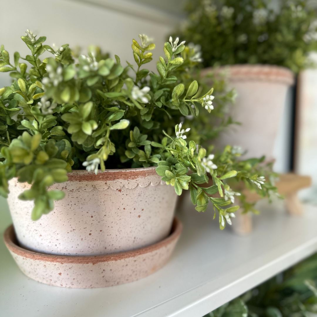 Boxwood Bush 12" Greenery 