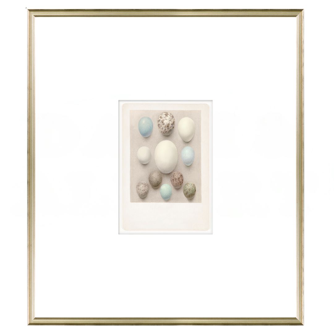 British Bird Eggs II C. 1924 Framed Art 