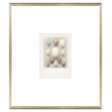 British Bird Eggs II C. 1924 Framed Art 
