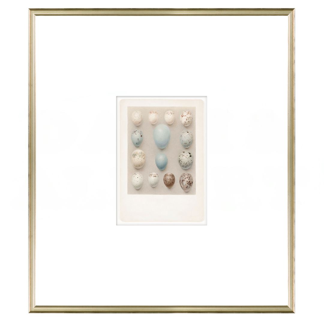 British Bird Eggs III C. 1924 Framed Art 